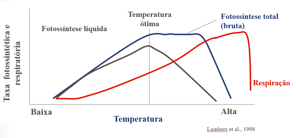 Influência da temperatura sobre a taxa respiratória e a fotossíntese líquida. Autor: Lambers, 1998.