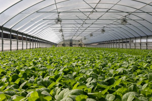 field-of-plants-in-greenhouse-2886937